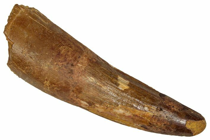 Fossil Spinosaurus Tooth - Feeding Worn Tip #350088
